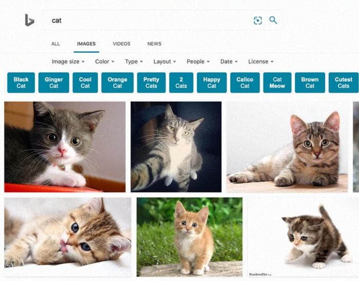 Поиск 'cat' на bing.com/images